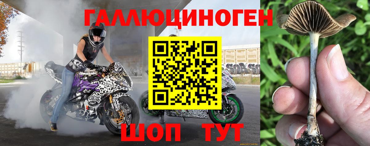 Псилоцибиновые грибы Psilocybe Иркутск